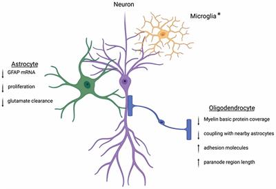 Animal Models of Anxiety and Depression: Incorporating the Underlying Mechanisms of Sex Differences in Macroglia Biology